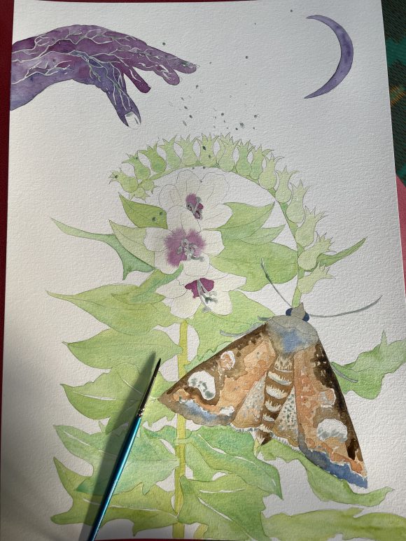 Black Henbane watercolour painting in progress by artist Nicky Perryman