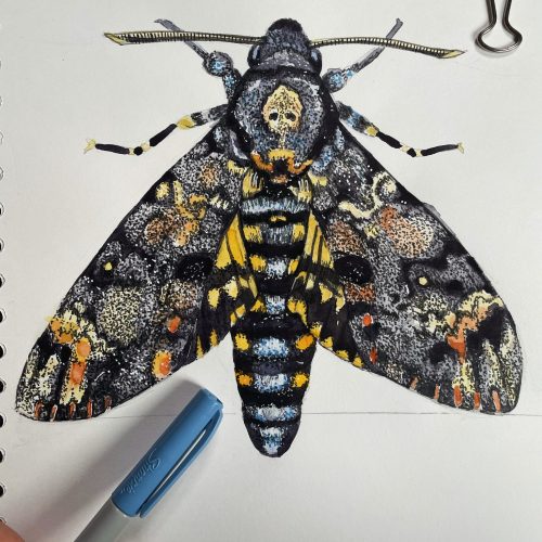 Death’s Head Hawkmoth painting by artist Nicky Perryman