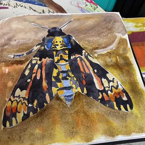 Death’s Head Hawkmoth watercolour sketch by artist Nicky Perryman