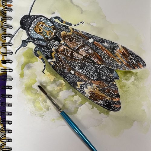 Death’s Head Hawk Moth watercolour sketch by artist Nicky Perryman