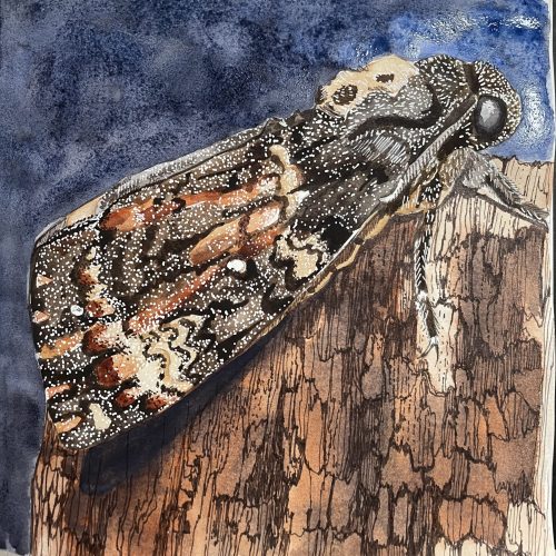 Death’s Head Hawkmoth watercolour sketch by artist Nicky Perryman